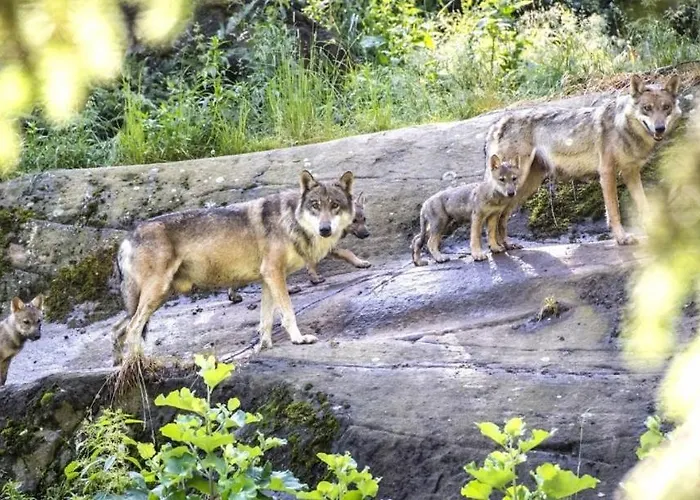 Les Rochers 42 Lits * Les Marécottes