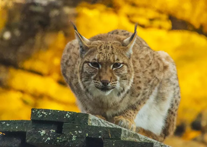 Oda ve Kahvaltı Les Rochers 42 Lits