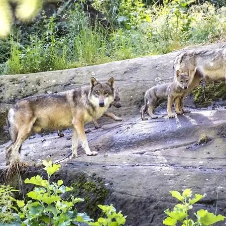 Les Rochers 42 Lits * Les Marécottes