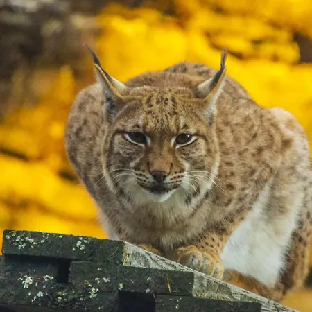 Panzió Les Rochers 42 Lits
